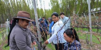Taller de poda de vides reunió a productores de Chile Chico para mejorar el manejo de los viñedos Taller de poda de vides reunió a productores de Chile Chico para mejorar el manejo de los viñedos