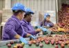 Tecnología y solidaridad: Red de Alimentos fortalece su misión con apoyo de Citi Foundation Tecnología y solidaridad: Red de Alimentos fortalece su misión con apoyo de Citi Foundation