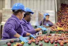 Tecnología y solidaridad: Red de Alimentos fortalece su misión con apoyo de Citi Foundation Tecnología y solidaridad: Red de Alimentos fortalece su misión con apoyo de Citi Foundation