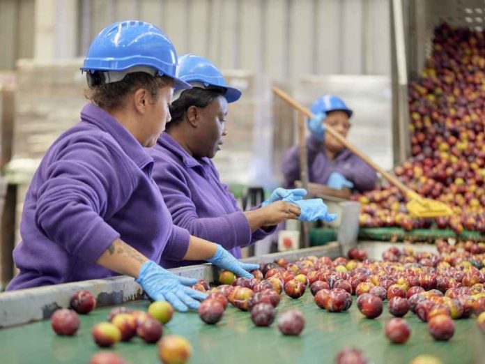 Tecnología y solidaridad Red de Alimentos fortalece su misión con apoyo de Citi Foundation Tecnología y solidaridad: Red de Alimentos fortalece su misión con apoyo de Citi Foundation