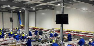Temporada de cerezas 2026-2027 desafía la capacidad logística de la cadena exportadora