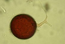Tres años de seguimiento a hongos del suelo revelan la clave para restaurar suelos degradados en climas mediterráneos Tres años de seguimiento a hongos del suelo revelan la clave para restaurar suelos degradados en climas mediterráneos