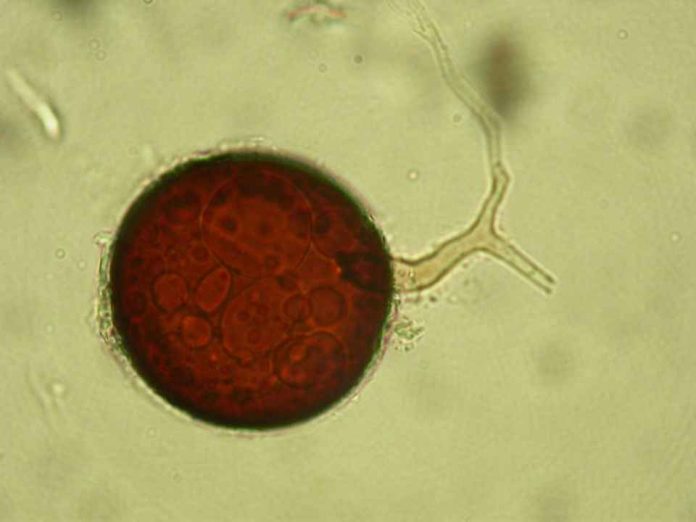 Tres años de seguimiento a hongos del suelo revelan la clave para restaurar suelos degradados en climas mediterráneos Tres años de seguimiento a hongos del suelo revelan la clave para restaurar suelos degradados en climas mediterráneos