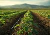 Una de cada cuatro hectáreas de uso agropecuario en Chile quedó sin trabajar Una de cada cuatro hectáreas de uso agropecuario en Chile quedó sin trabajar