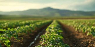 Una de cada cuatro hectáreas de uso agropecuario en Chile quedó sin trabajar Una de cada cuatro hectáreas de uso agropecuario en Chile quedó sin trabajar