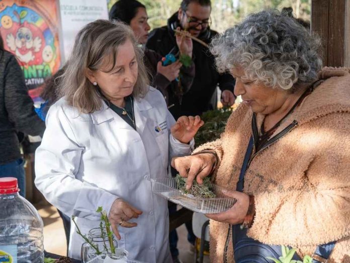 Vecinos de Temuco recuperan técnicas de cultivo y saberes tradicionales en escuela comunitaria Vecinos de Temuco recuperan técnicas de cultivo y saberes tradicionales en escuela comunitaria