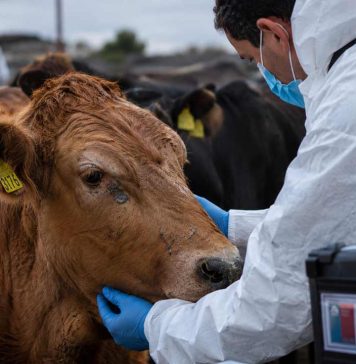 Columna de opinión | Virus Shamonda: qué es y qué riesgo existe para Chile tras el primer caso humano en Francia Virus Shamonda