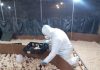 Yungay recibió 4.000 pollitas importadas desde Francia bajo control sanitario del SAG