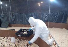Yungay recibió 4.000 pollitas importadas desde Francia bajo control sanitario del SAG