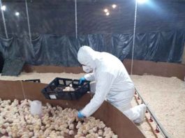 Yungay recibió 4.000 pollitas importadas desde Francia bajo control sanitario del SAG Yungay recibió 4.000 pollitas importadas desde Francia bajo control sanitario del SAG