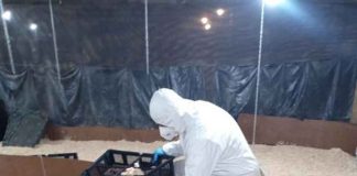 Yungay recibió 4.000 pollitas importadas desde Francia bajo control sanitario del SAG Yungay recibió 4.000 pollitas importadas desde Francia bajo control sanitario del SAG
