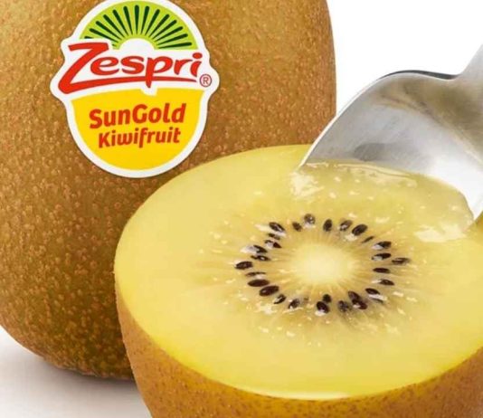 Zespri evalúa abastecerse de kiwi SunGold cultivado en China para frenar la competencia «ilegal» Zespri evalúa abastecerse de kiwi SunGold cultivado en China para frenar la competencia «ilegal»
