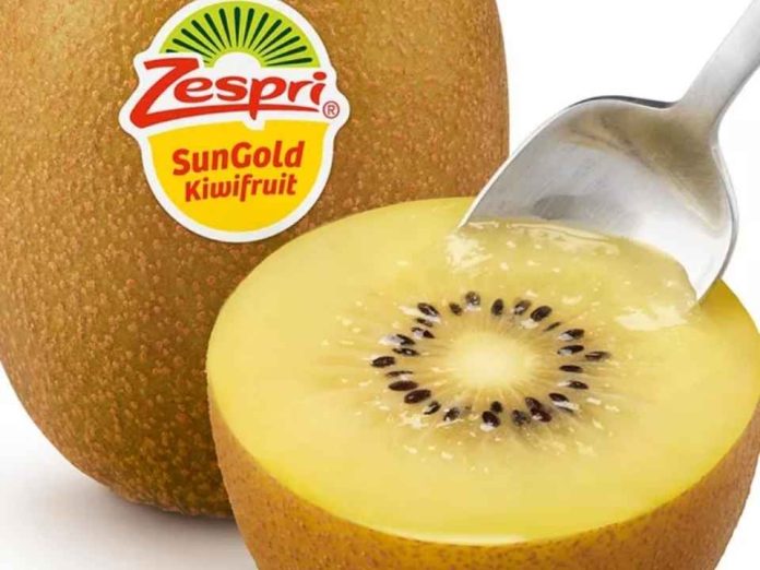 Zespri evalúa abastecerse de kiwi SunGold cultivado en China para frenar la competencia «ilegal» Zespri evalúa abastecerse de kiwi SunGold cultivado en China para frenar la competencia «ilegal»