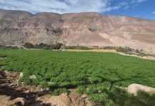 Reportaje | Microorganismos del suelo ayudan a mejorar establecimiento de la alfalfa zonas áridas Reportaje | Microorganismos del suelo ayudan a mejorar establecimiento de la alfalfa zonas áridas
