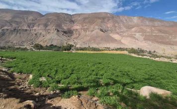 Reportaje | Microorganismos del suelo ayudan a mejorar establecimiento de la alfalfa zonas áridas Reportaje | Microorganismos del suelo ayudan a mejorar establecimiento de la alfalfa zonas áridas