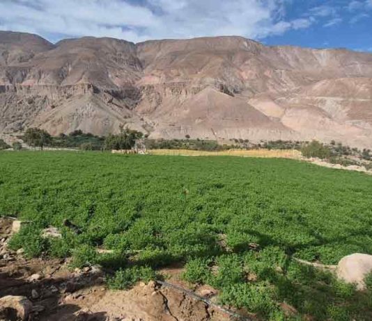 Reportaje | Microorganismos del suelo ayudan a mejorar establecimiento de la alfalfa zonas áridas Reportaje | Microorganismos del suelo ayudan a mejorar establecimiento de la alfalfa zonas áridas