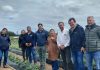 Seremi de Agricultura constata avances de proyecto INIA-Gore que entrega plantas sanas de frutilla a pequeños productores del Maule Seremi de Agricultura constata avances de proyecto INIA-Gore que entrega plantas sanas de frutilla a pequeños productores del Maule