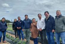 Seremi de Agricultura constata avances de proyecto INIA-Gore que entrega plantas sanas de frutilla a pequeños productores del Maule Seremi de Agricultura constata avances de proyecto INIA-Gore que entrega plantas sanas de frutilla a pequeños productores del Maule