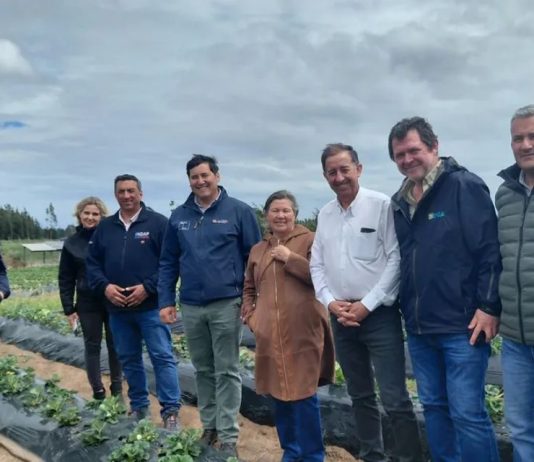 Seremi de Agricultura constata avances de proyecto INIA-Gore que entrega plantas sanas de frutilla a pequeños productores del Maule Seremi de Agricultura constata avances de proyecto INIA-Gore que entrega plantas sanas de frutilla a pequeños productores del Maule