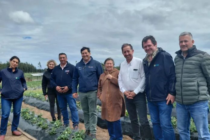 plantas de frutilla y frambuesa con alta sanidad e identificación varietal para la Agricultura Familiar Campesina Seremi de Agricultura constata avances de proyecto INIA-Gore que entrega plantas sanas de frutilla a pequeños productores del Maule